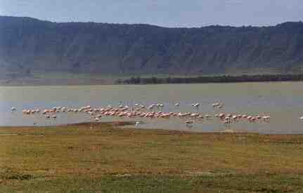 Flamingos in the crater